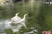 梦见血腥吉林：罕见白鸬鹚连续两年“故地重游”