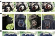 梦见血腥国际最新研究：机器人“打哈欠” 黑猩猩被传染