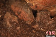 梦见血腥江西发现蜘蛛新物种 为研究呵叻蛛属适应区域提供依据